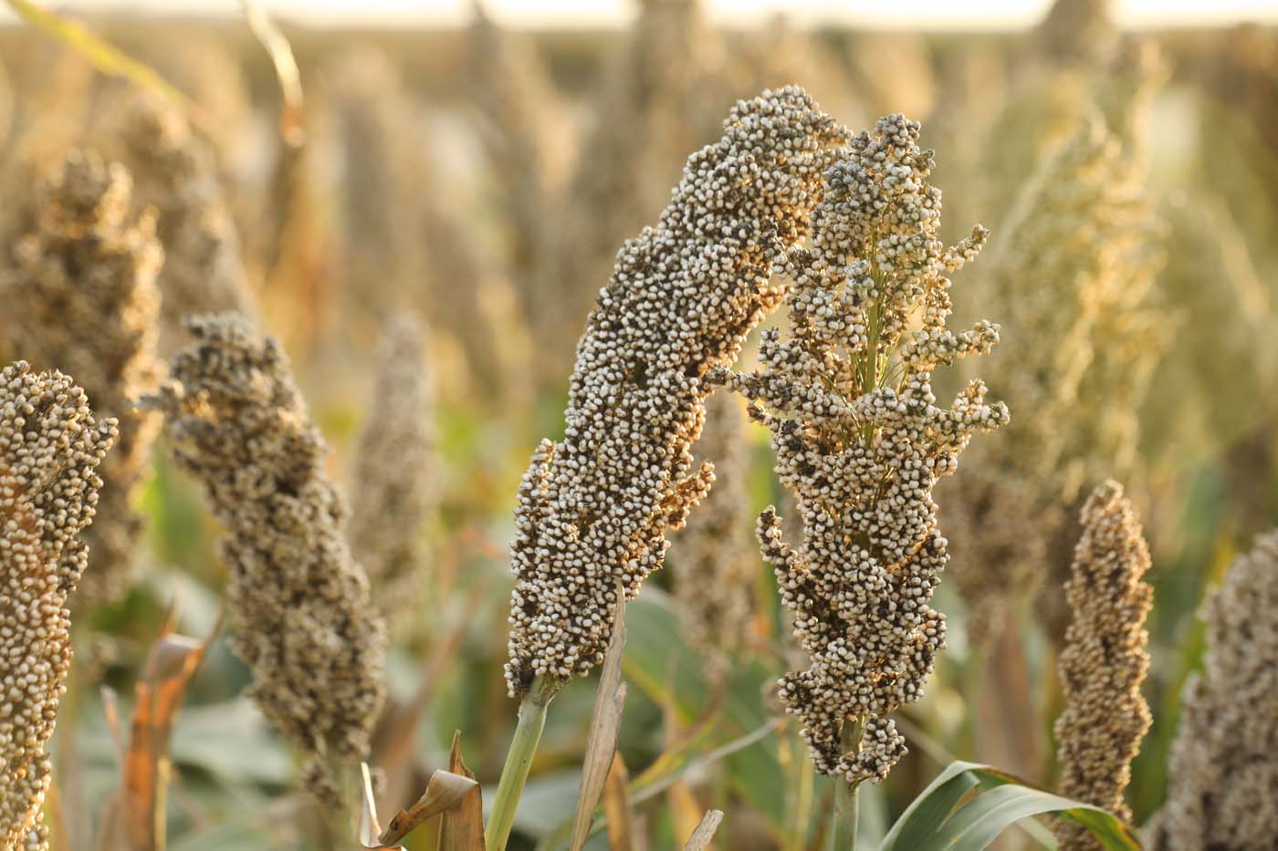 Credit: National Sorghum Producers