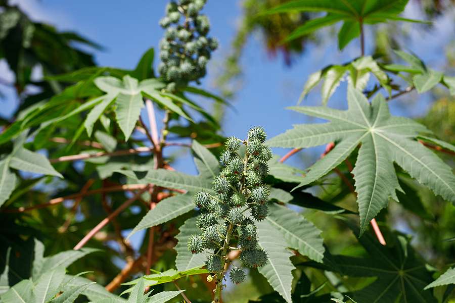 Casterra to cultivate castor varieties at commercial scale - Biofuels ...