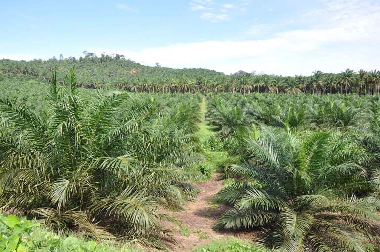 Indonesia launches B35 biodiesel by palm oil