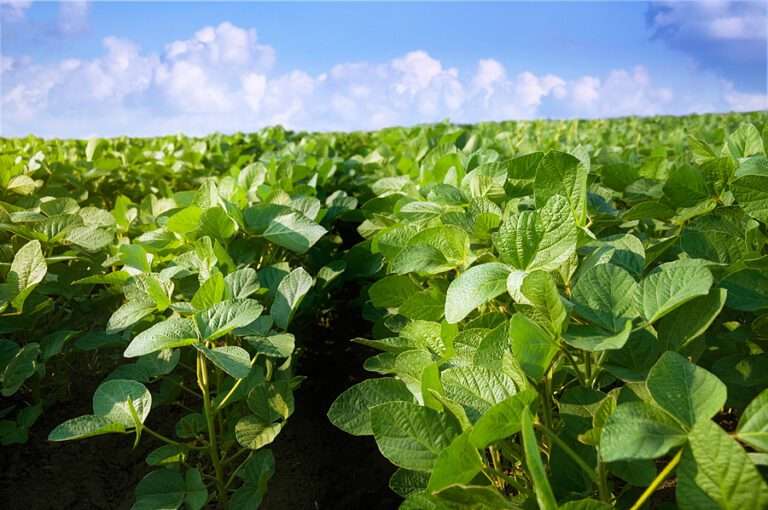 European Union set to achieve the biggest soybean harvest on record