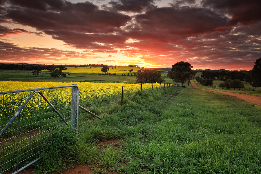 Canola production in the US is booming
