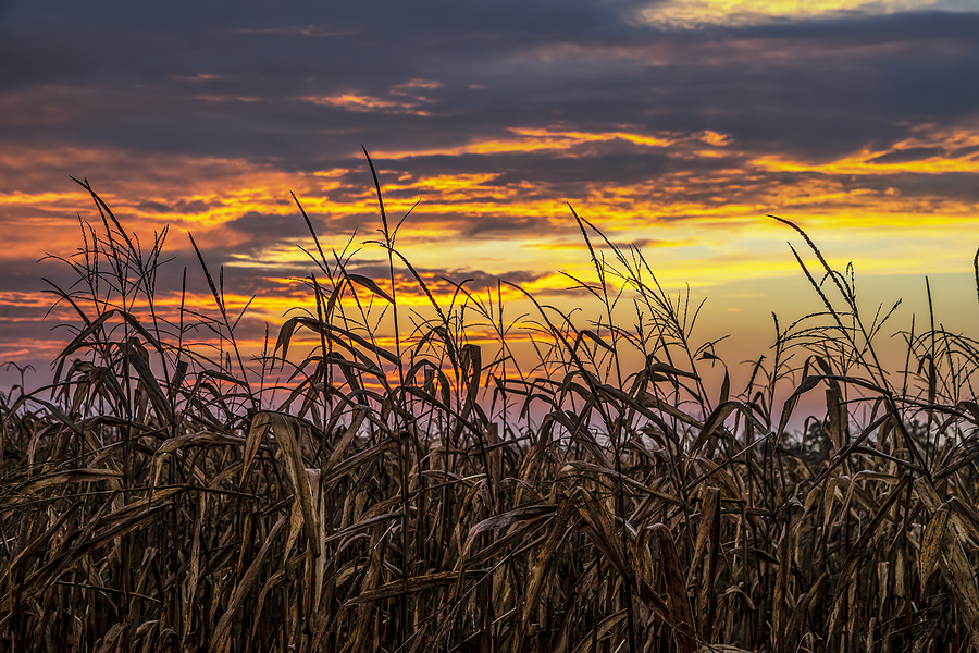 Indiana Ethanol joins ACA as newest member