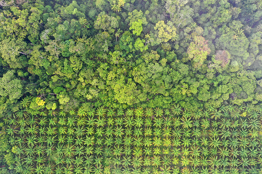 Indonesia questions EU on deforestation rules at WTO