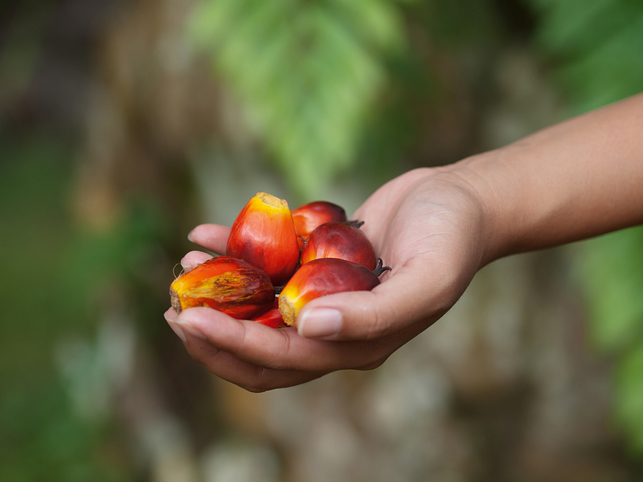 Malaysia to boost SAF production from palm oil waste