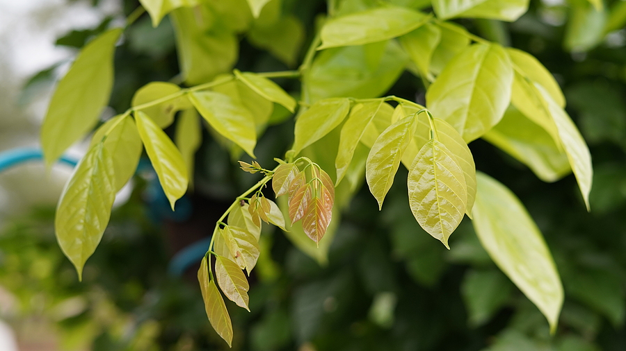 Terviva receives investment from Chevron to scale pongamia biofuel production
