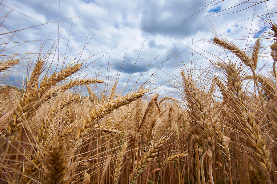 Nufarm announces partnerships to further expand biofuel platform