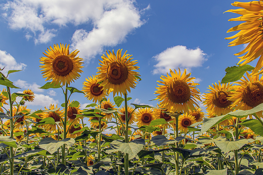 Sunflower feedstock production declines in Germany