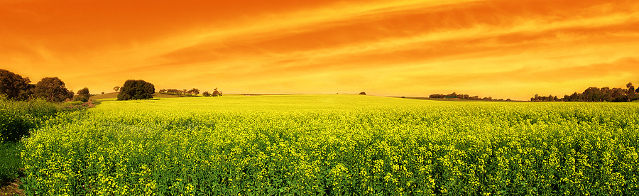 Bayer and Neste to develop canola for renewable fuel production