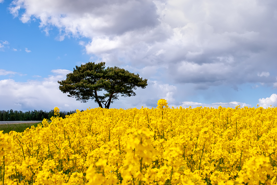Rapeseed hectarage in Germany expected to increase