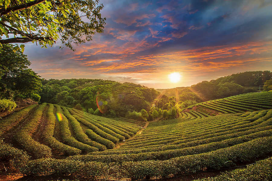 Transitioning to biofuels in Taiwan