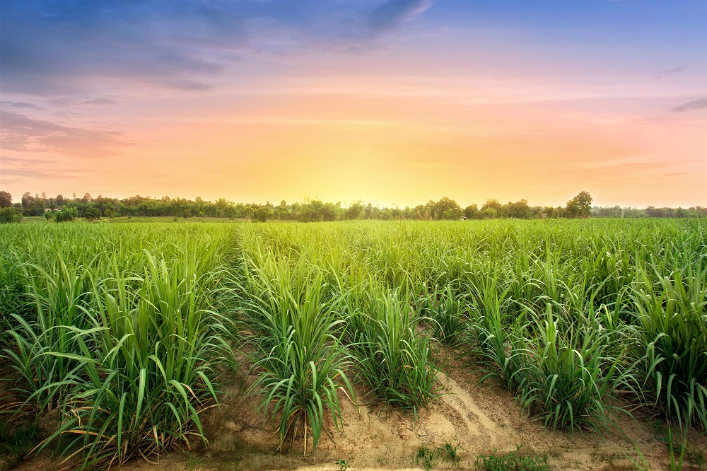 Biodiesel in Latin America: Intersecting technological advancements and policy frameworks for sustainable energy future