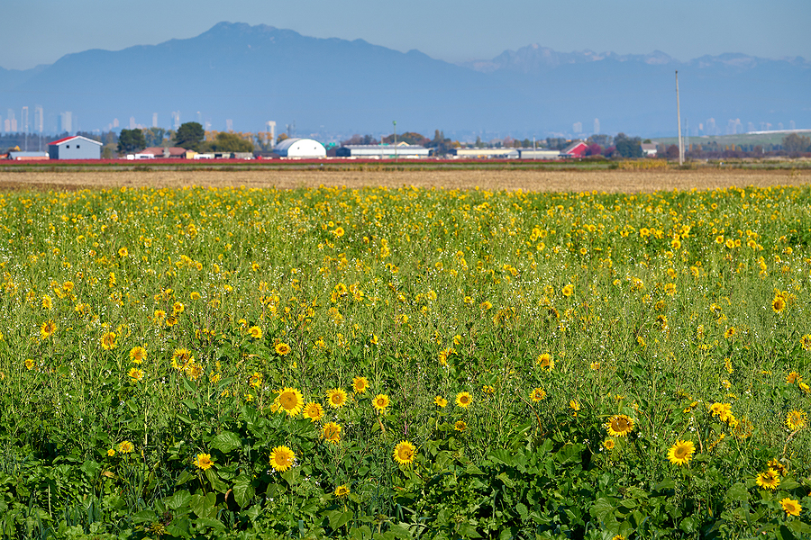 Biofuels outlook – Implementation of RED III kicks in