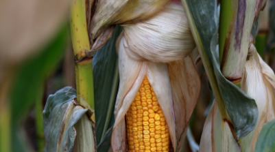 An overview of global biofuel markets forecast for the year ahead