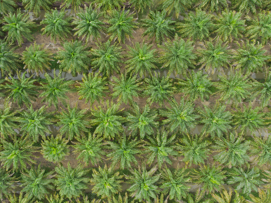 Palm oil imports into Europe fall