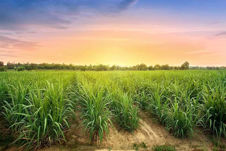 Biofuel production gathers pace in South America
