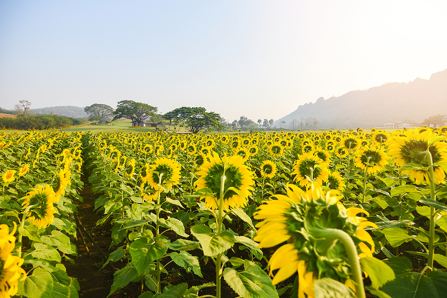 Smallest sunflower seed harvest in four years