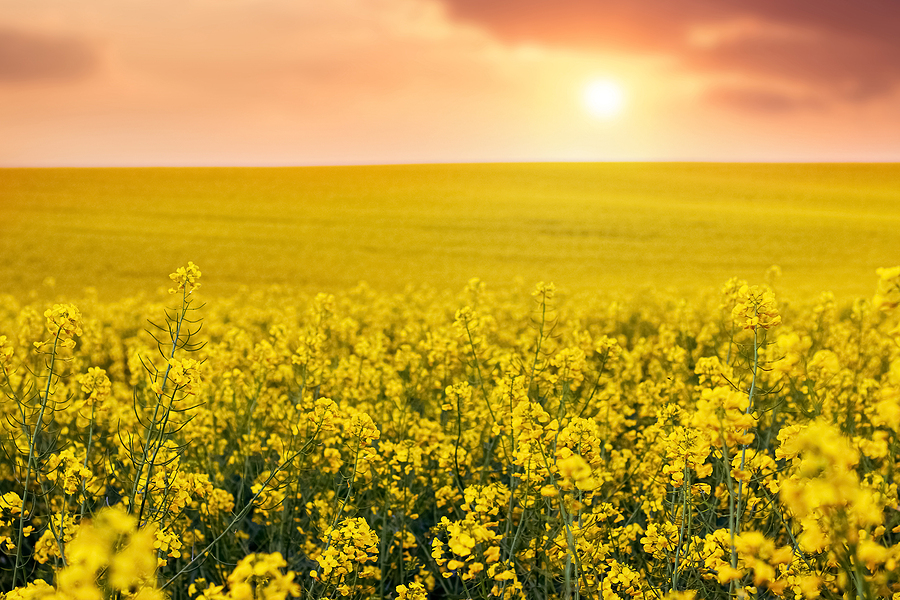 Germany’s rapeseed imports decline