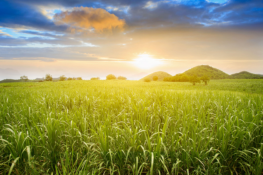 World-first engine test to convert sugarcane into clean power