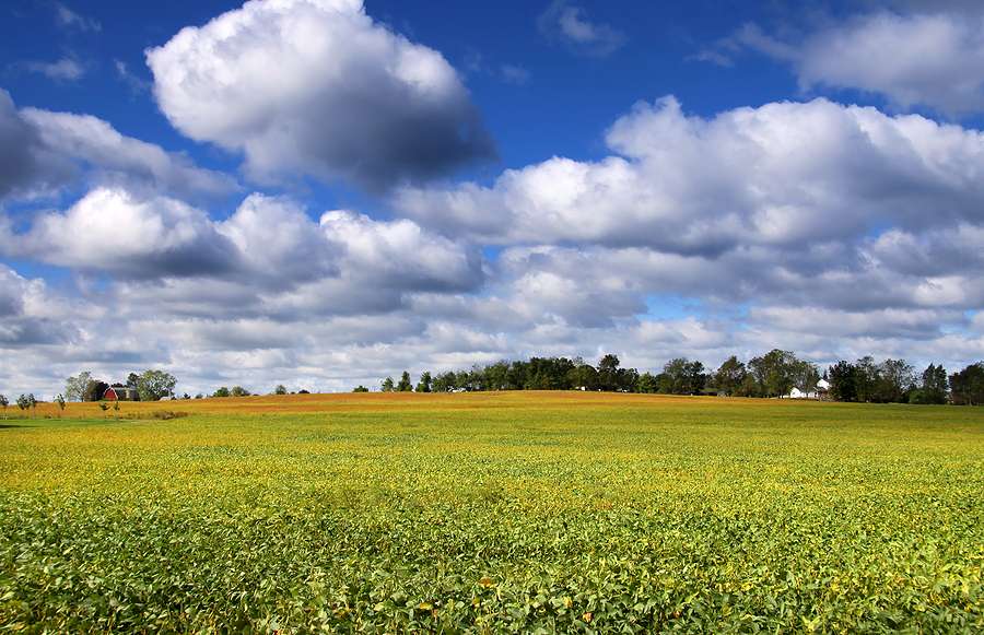 EU is key market for US soy