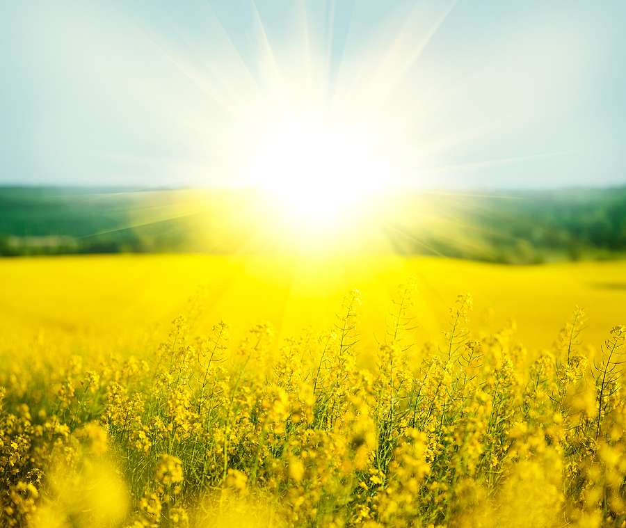 Rapeseed remains economically attractive as a feedstock