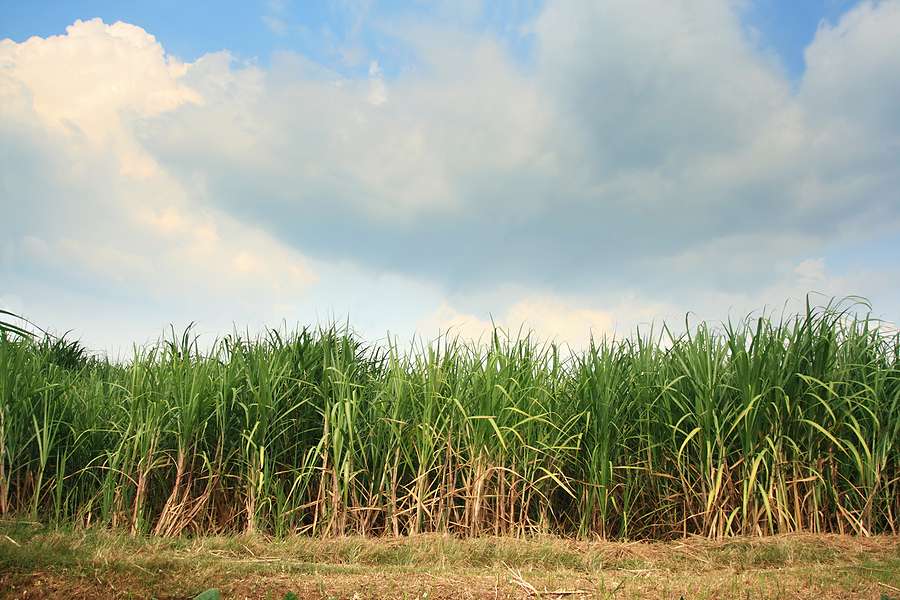 Refinery becomes first to produce fuels with cellulosic content in Brazil