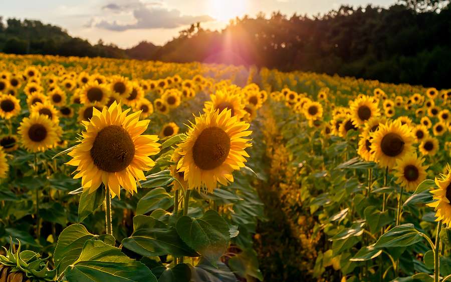 Smallest sunflower seed harvest in four years