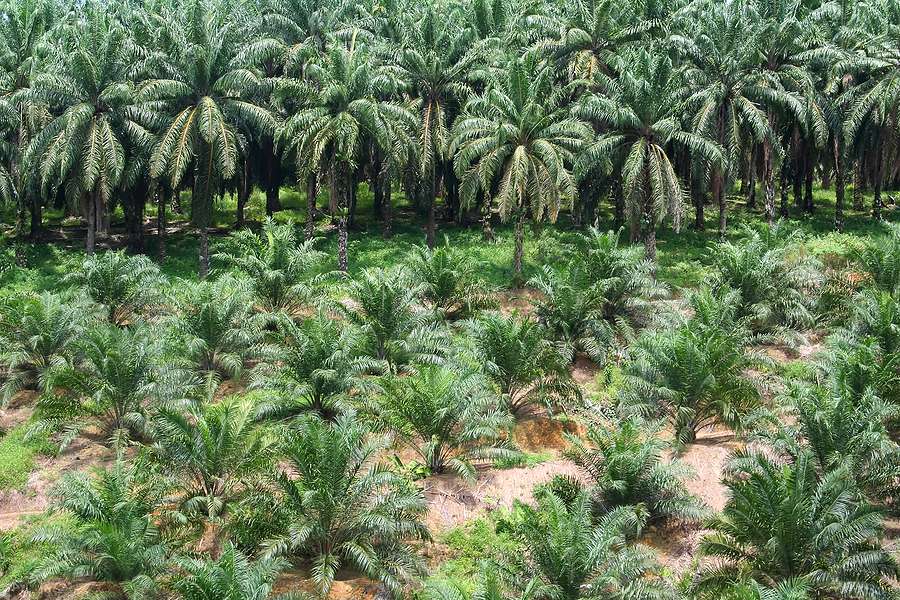 Palm remains world’s most important vegetable oil in terms of production