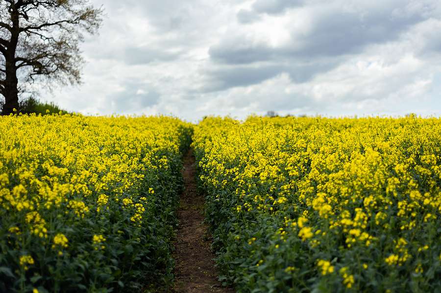 Proposed cap reduction on biofuels from cultivated biomass threatens feed protein supply