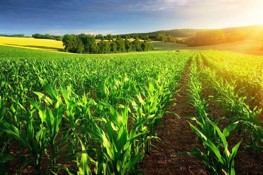 Advancements in biofuel raw materials