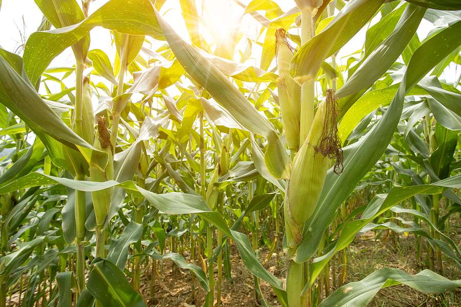 Brazil government increases ethanol mandate in petrol