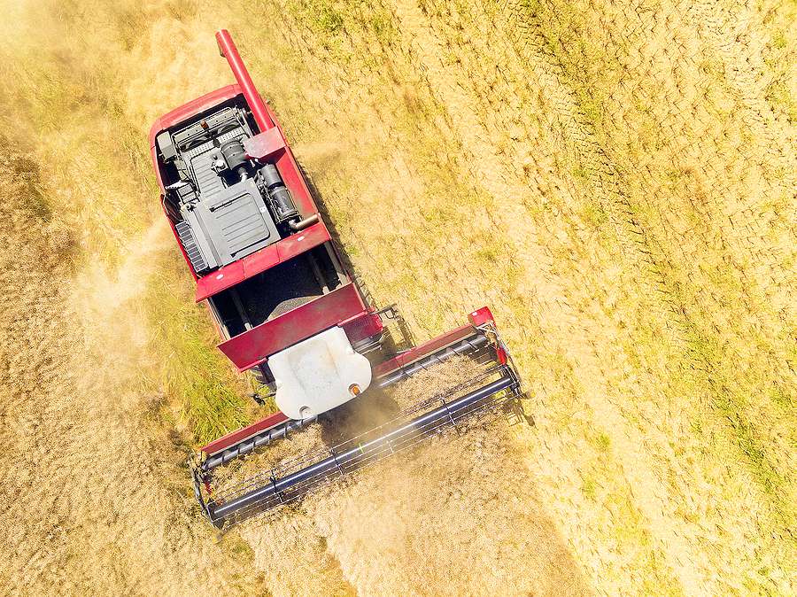 EU Commission lowers expectations for 2025 rapeseed harvest