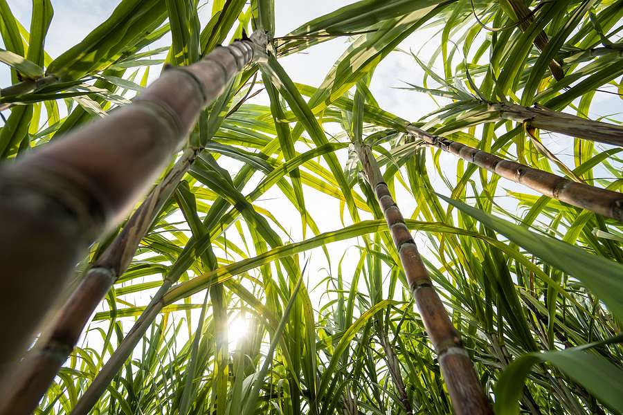 Growth Energy praises probe into Brazil’s trade practices