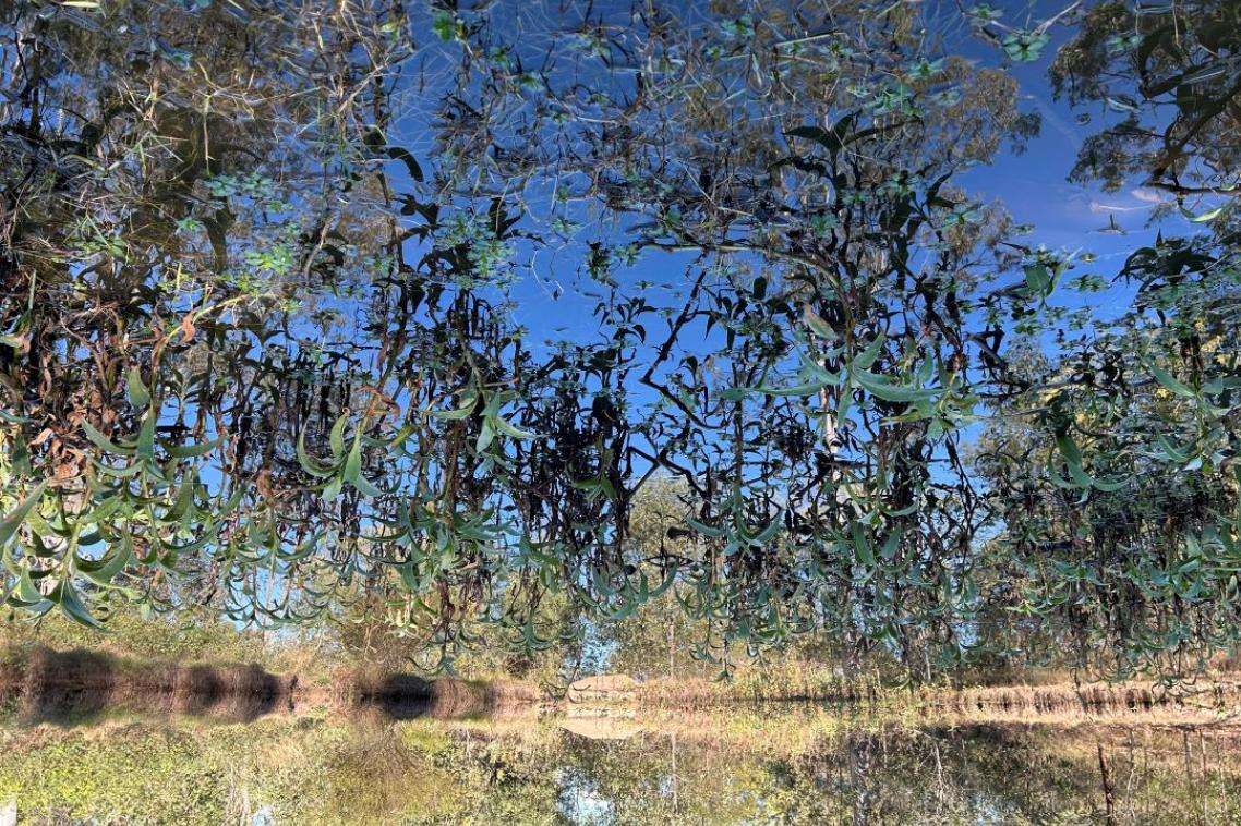 Invasive weeds offer potential as biofuel source