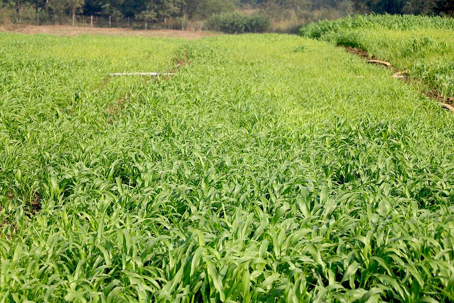 India lifts ethanol production limits for 2025/26 to boost sugar sector