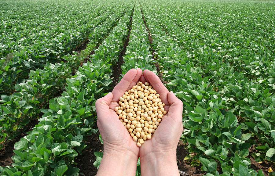 Brazil leads in EU soybean imports