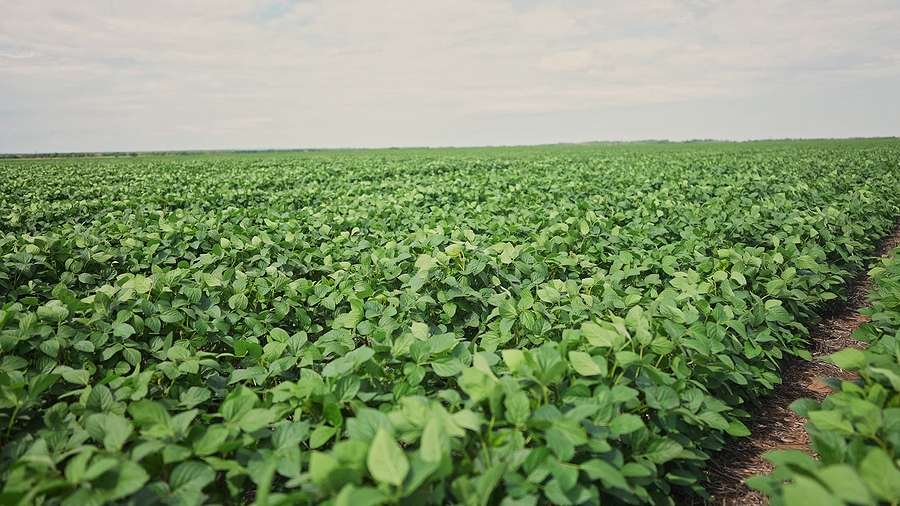 German 2025 soybean harvest to reach record level