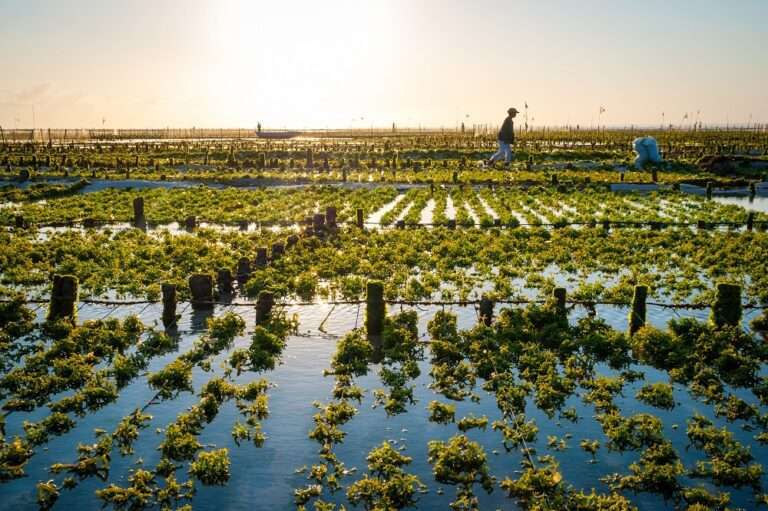 https://biofuels-news.com/wp-content/uploads/2025/10/Pic-2-Algae-768x511.jpg
