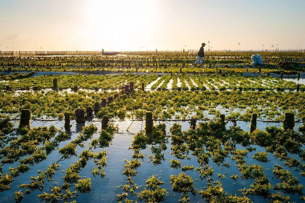 Recent advancements in algae technology