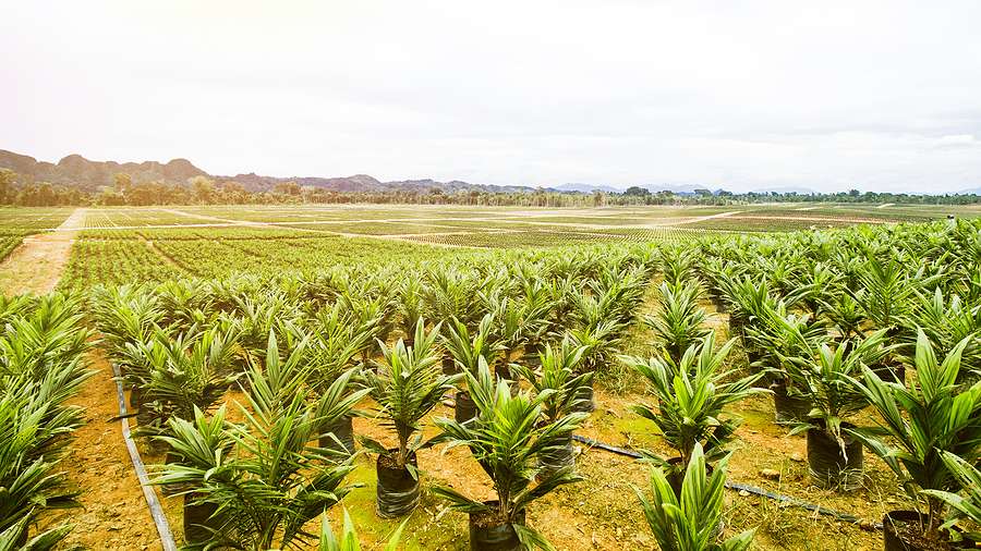 EU palm oil imports continue to decline