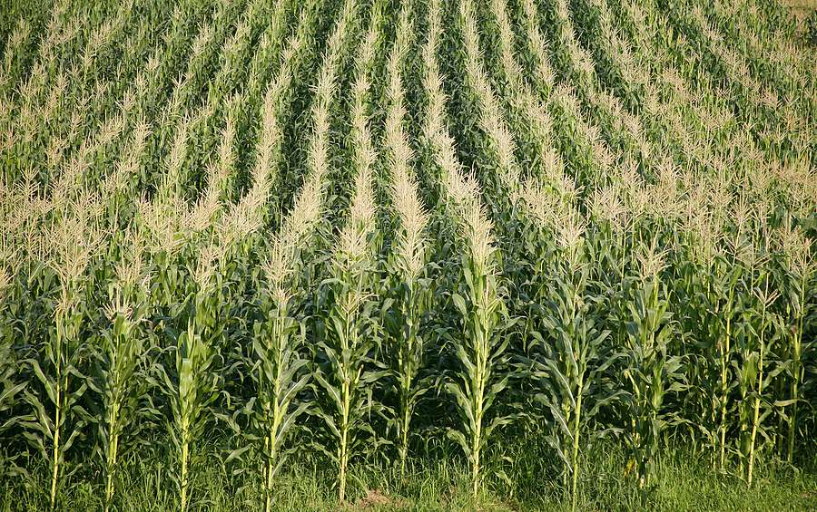 Record sales to key markets propel August US bioethanol exports