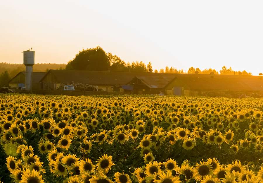 Third smallest sunflower seed harvest in 10 years