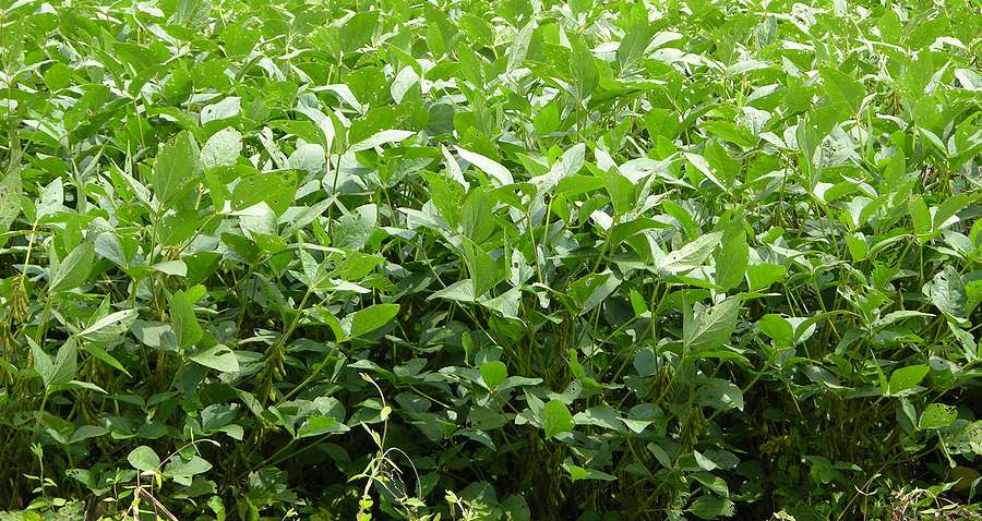 EU Commission expects smaller soybean output