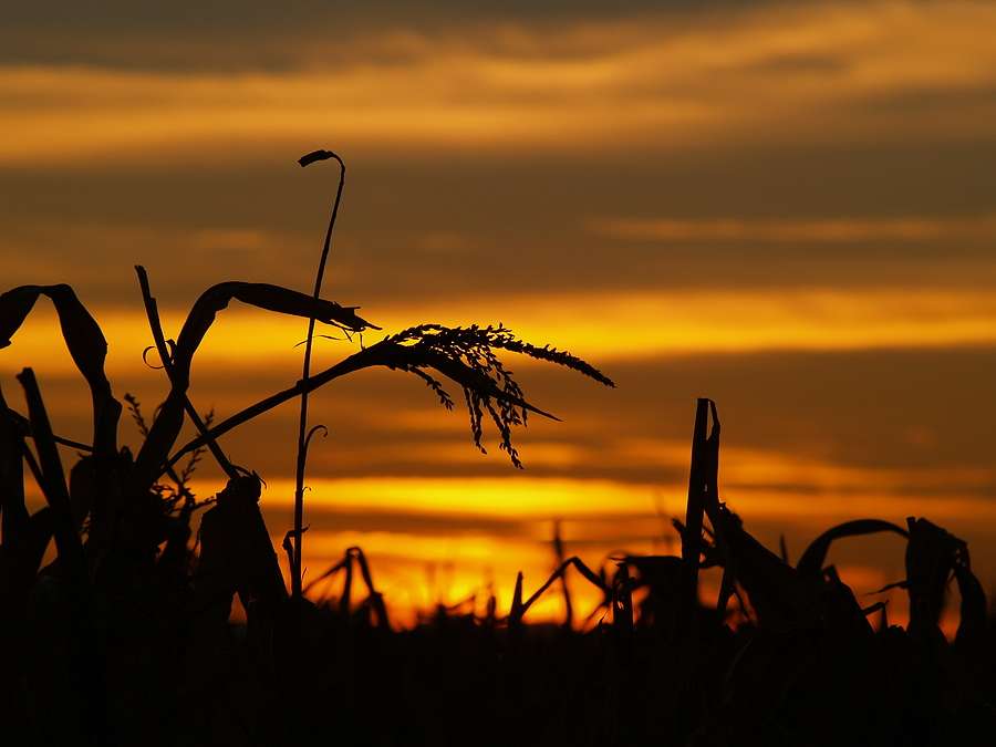 Biofuels producers seek clarity as 45Z clean fuel tax credit takes effect