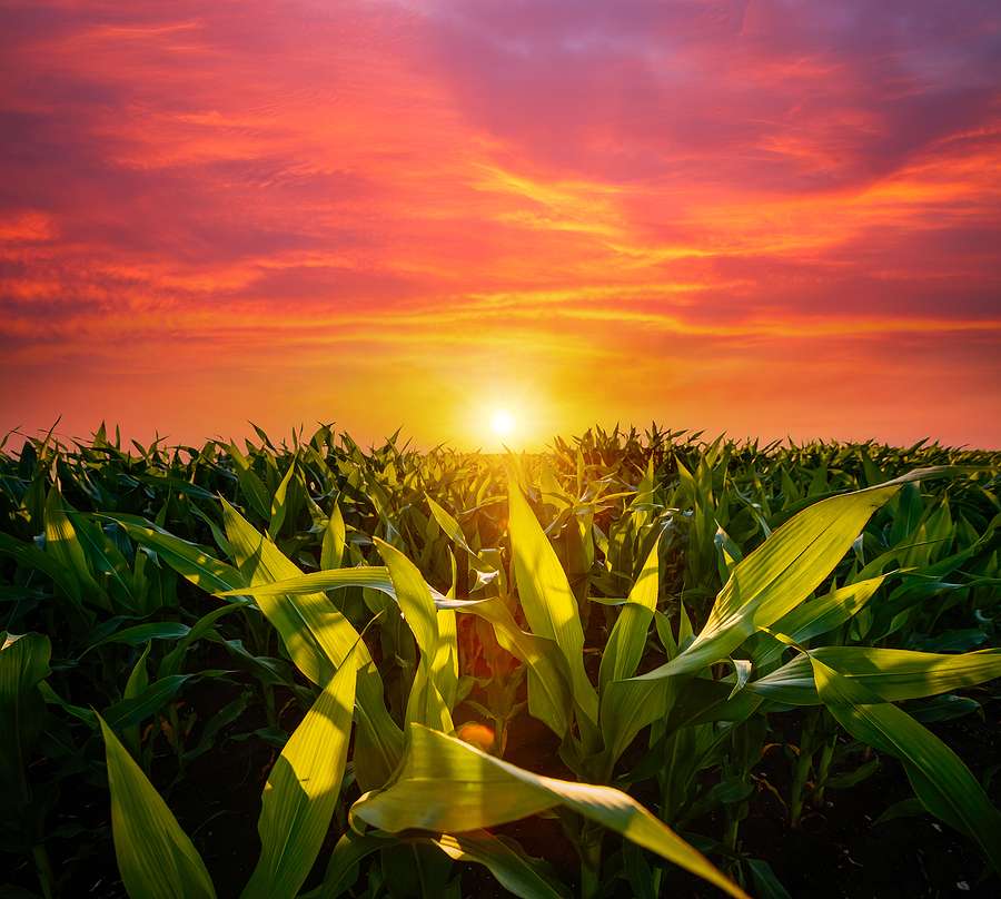 Driving forces and breakthroughs in biofuel innovation in last three years