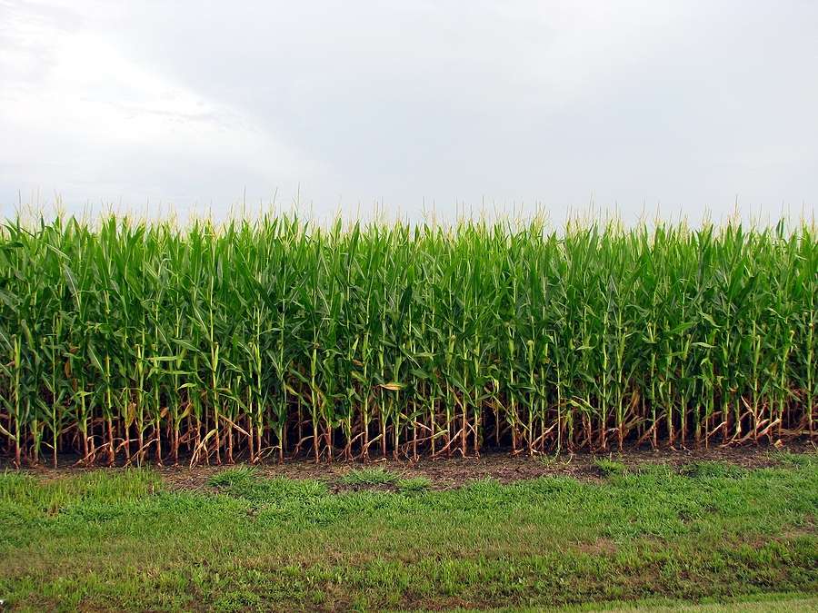 Iowa biodiesel production fell sharply in 2025