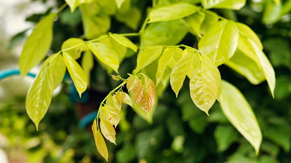 Sustainable biofuel from new feedstock