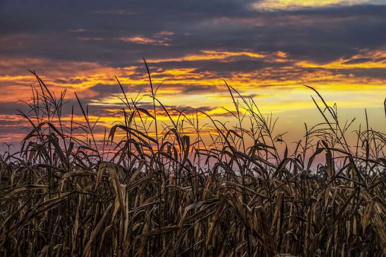 Sustainable biofuels: driving force for climate protection, food security and value creation in agriculture