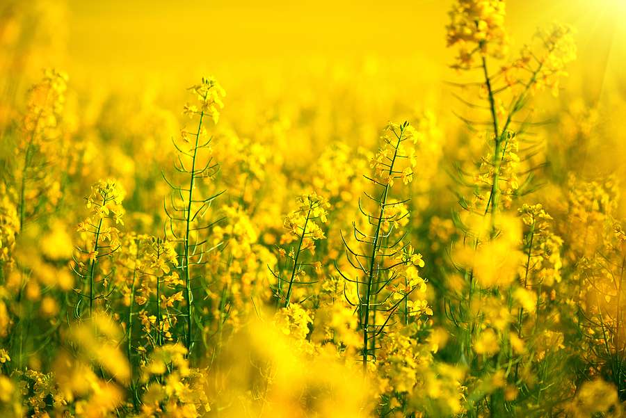 bp and Corteva launch biofuel feedstock joint venture