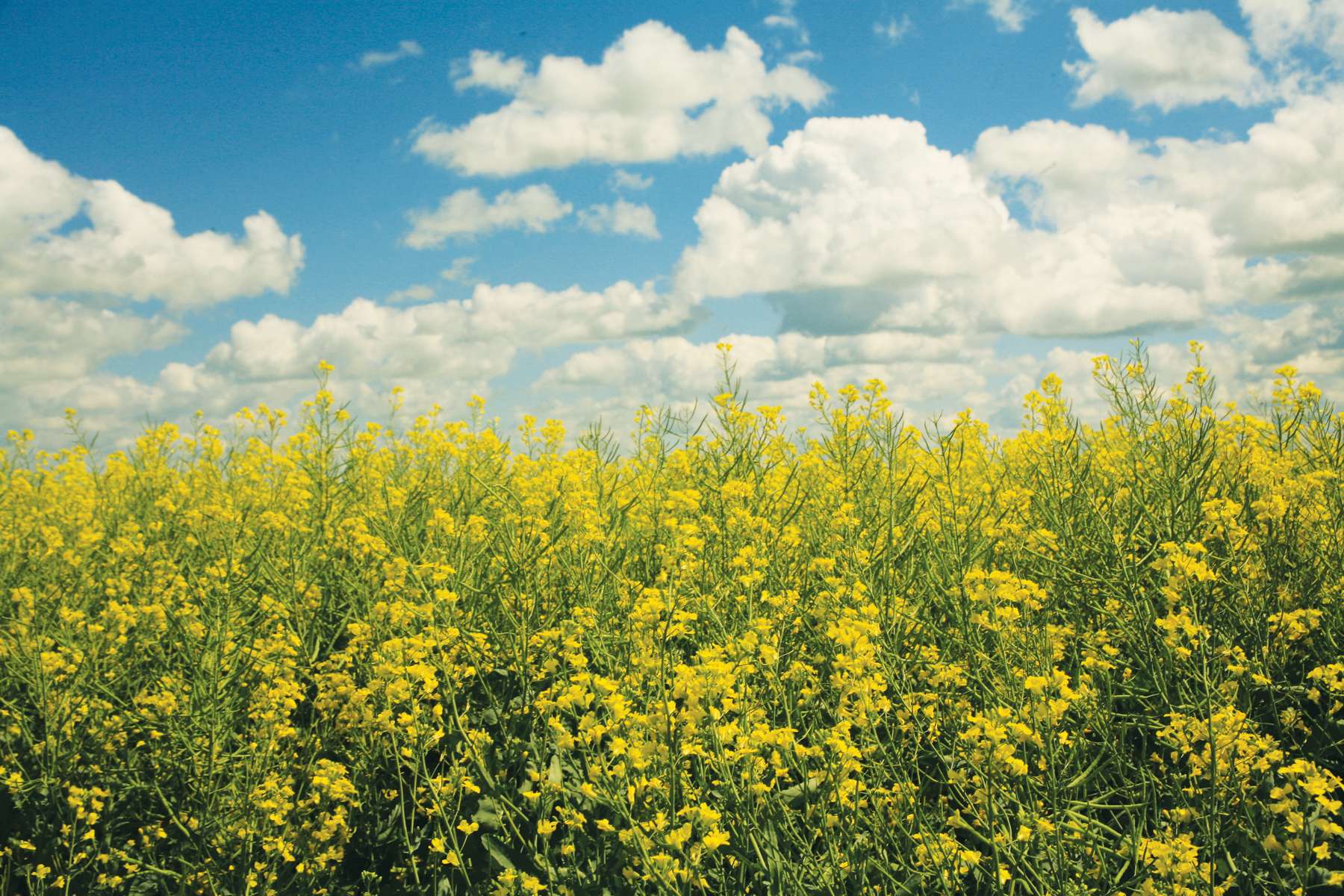 Corteva and bp launch biofuel feedstock joint venture Etlas™