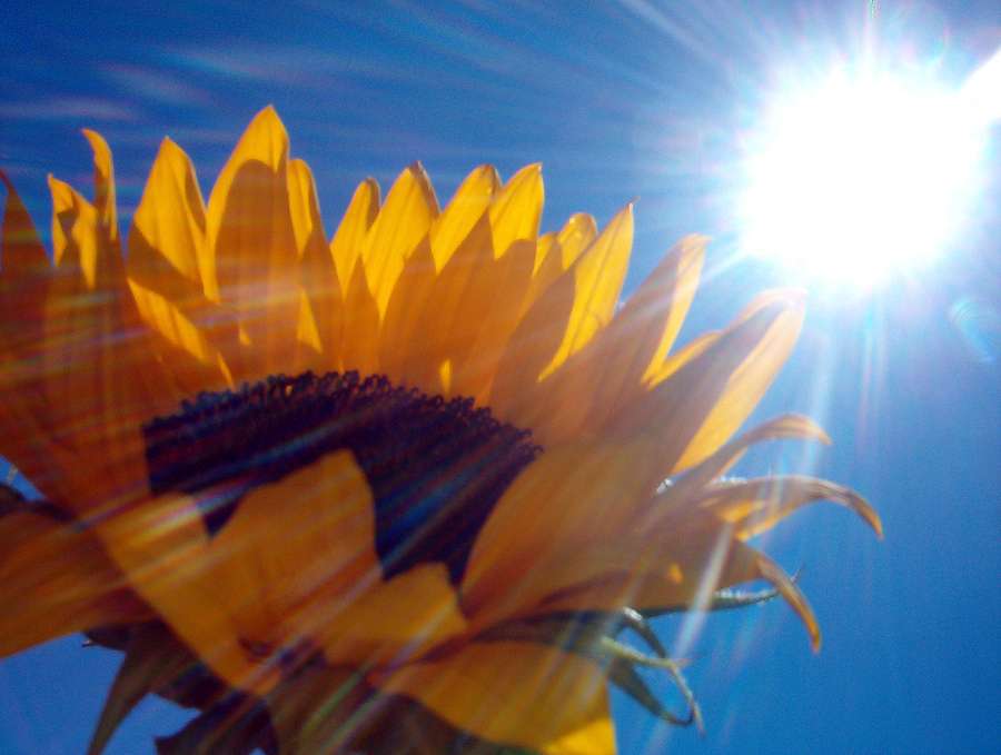 Argentina expects biggest sunflower seed harvest in almost three decades
